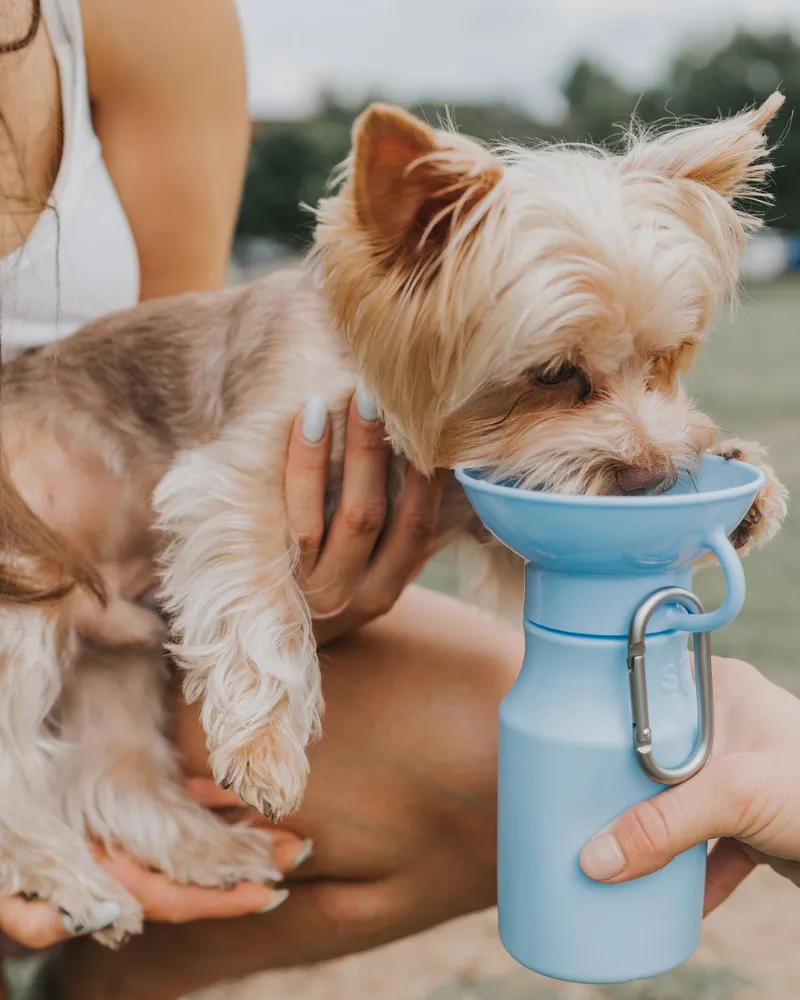 Dog Travel Water Bottle (FINAL SALE)