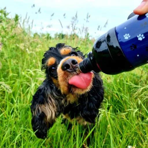 Dog Water Bottle, Lick 'n Flow, Navy Friend 750ml