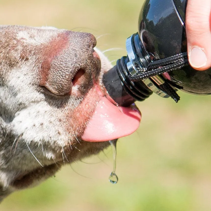 Dog Water Bottle, Lick 'n Flow, Navy Friend 750ml